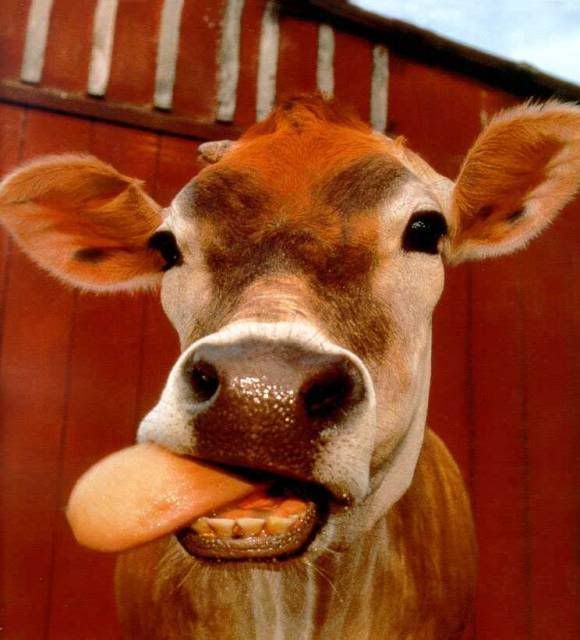 cow-tongue.jpg