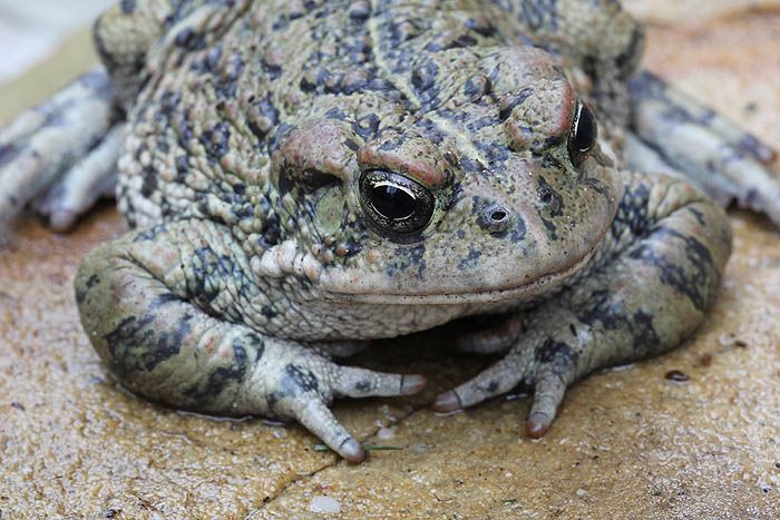 californiatoad_0959_zpsad378167.jpg