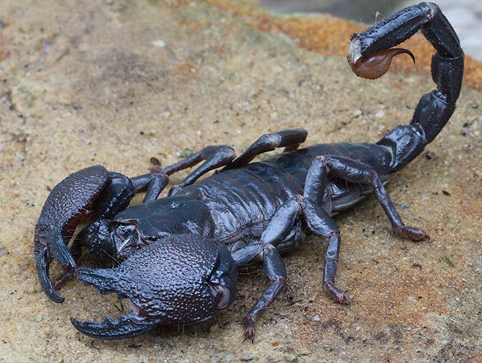 emperorscorpion_0976_zpsa7761b22.jpg