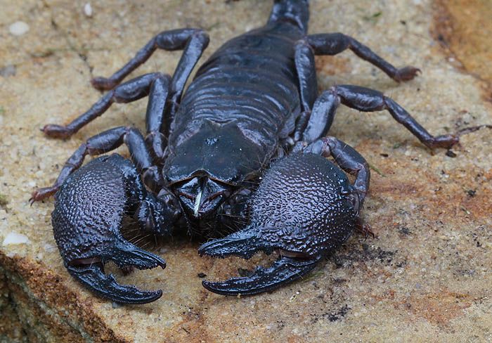 emperorscorpion_0979_zpsbbd97566.jpg