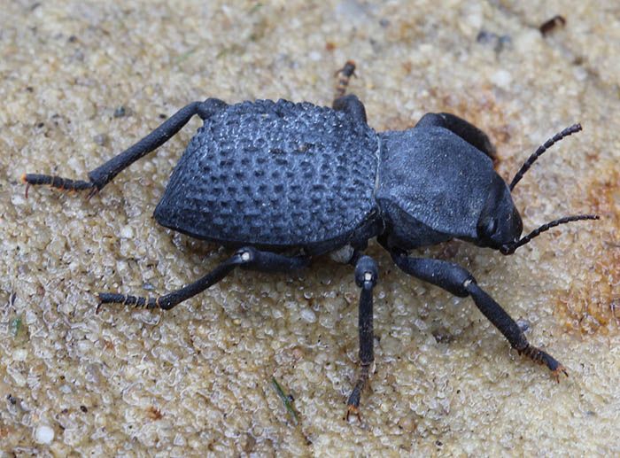 ironcladbeetle_0962_zps25cd0e4d.jpg