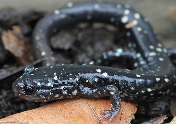 slimysalamander_0931_zps1a0d923b.jpg