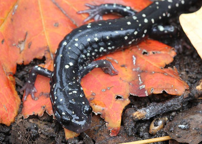 slimysalamander_0936_zps9b5cb3e7.jpg