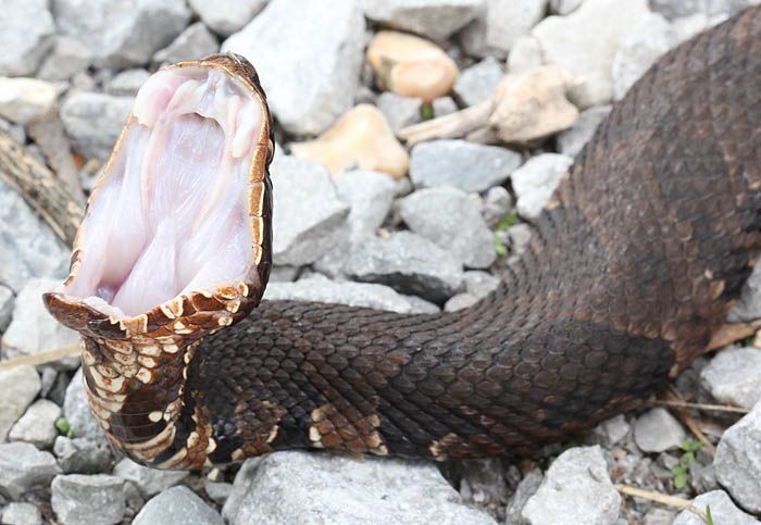 cottonmouth_1607_zps0dfd43f2.jpg
