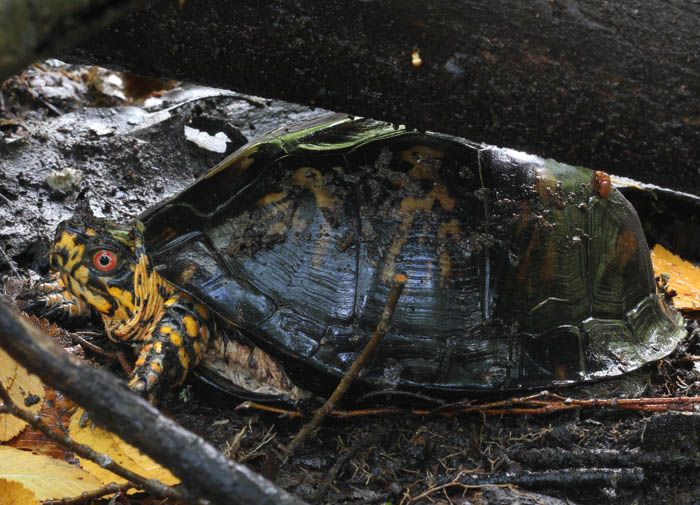 easternboxturtle_1726_zps5b8b5cda.jpg