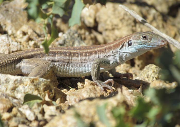 Nw Arizona Lizard Ids Needed - Field Herp Forum