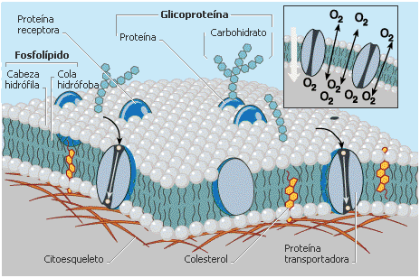 citoplasma celular