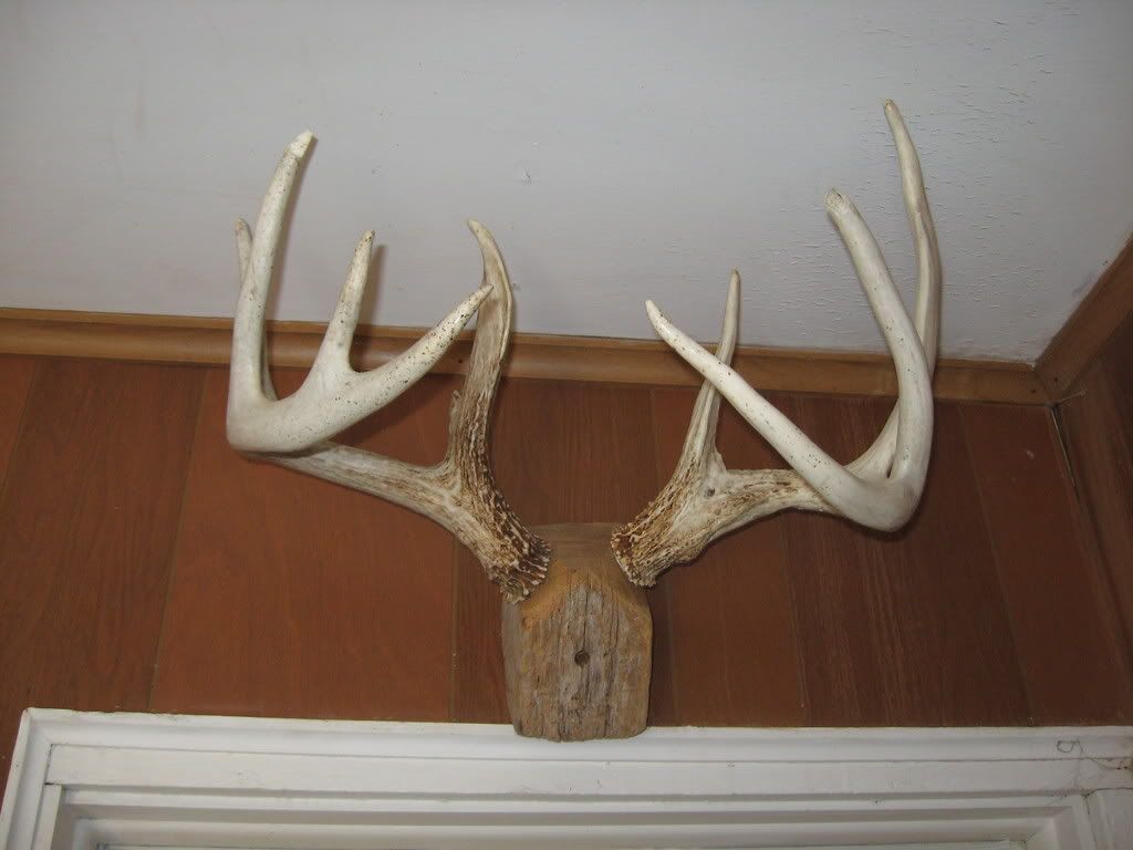 Deer Antler Mount Ideas