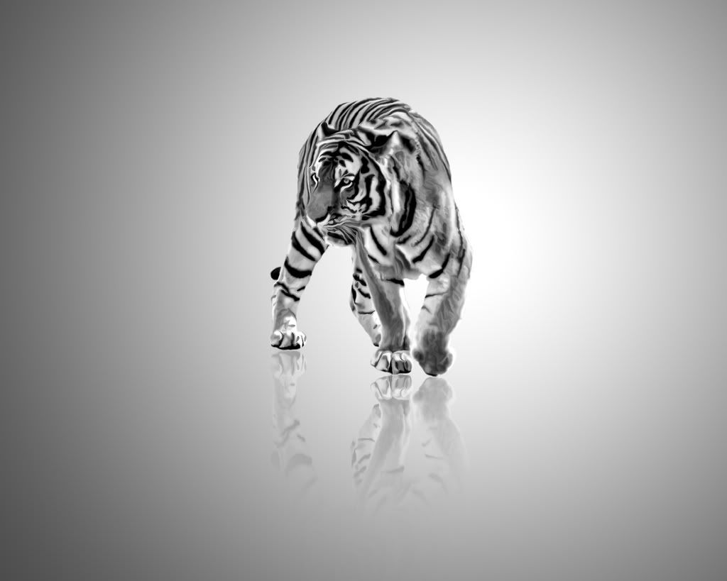 Black And White Tiger