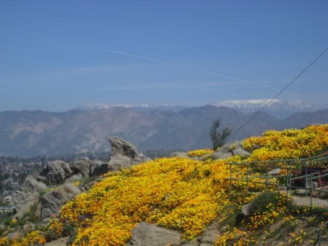 DSCI0577.jpg yellow flowers and the snow covered mountains image by amasoon