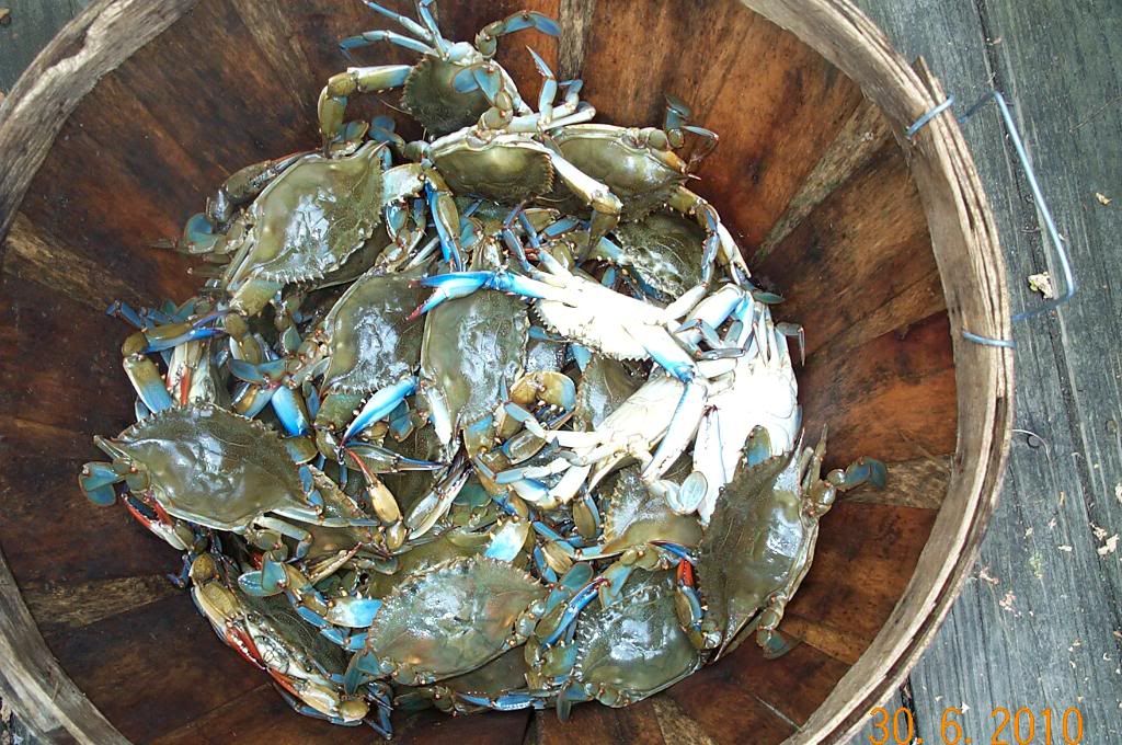 First Crabbing trip of the year (pix) New Jersey Hunters