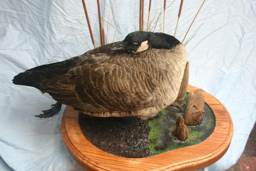 Canada goose mount