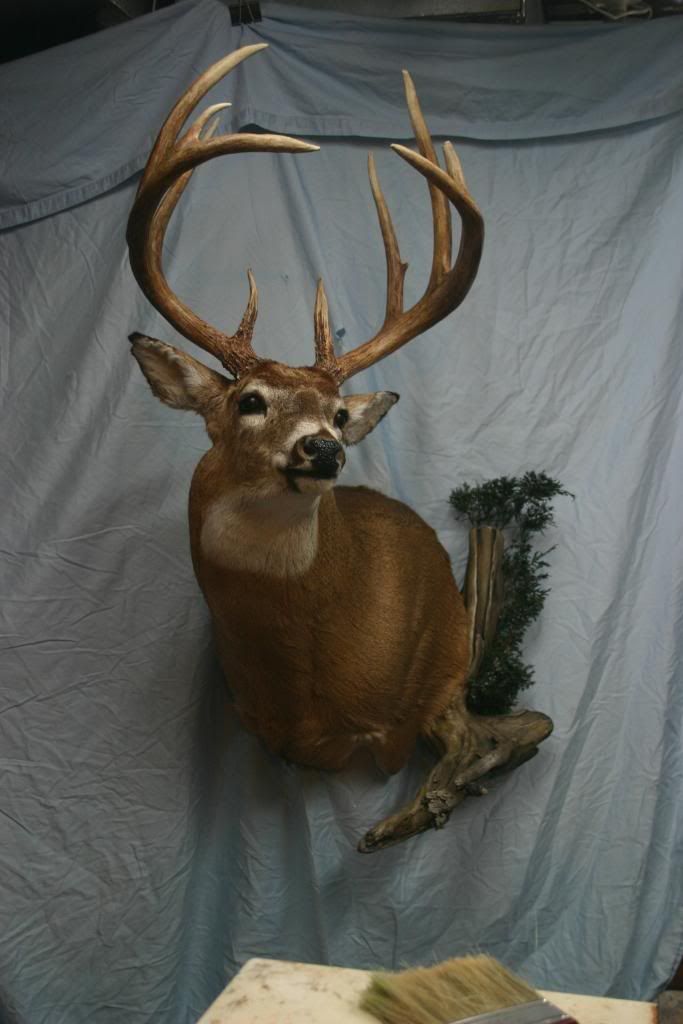Whitetail mount with reproduction antlers for sale New Jersey Hunters