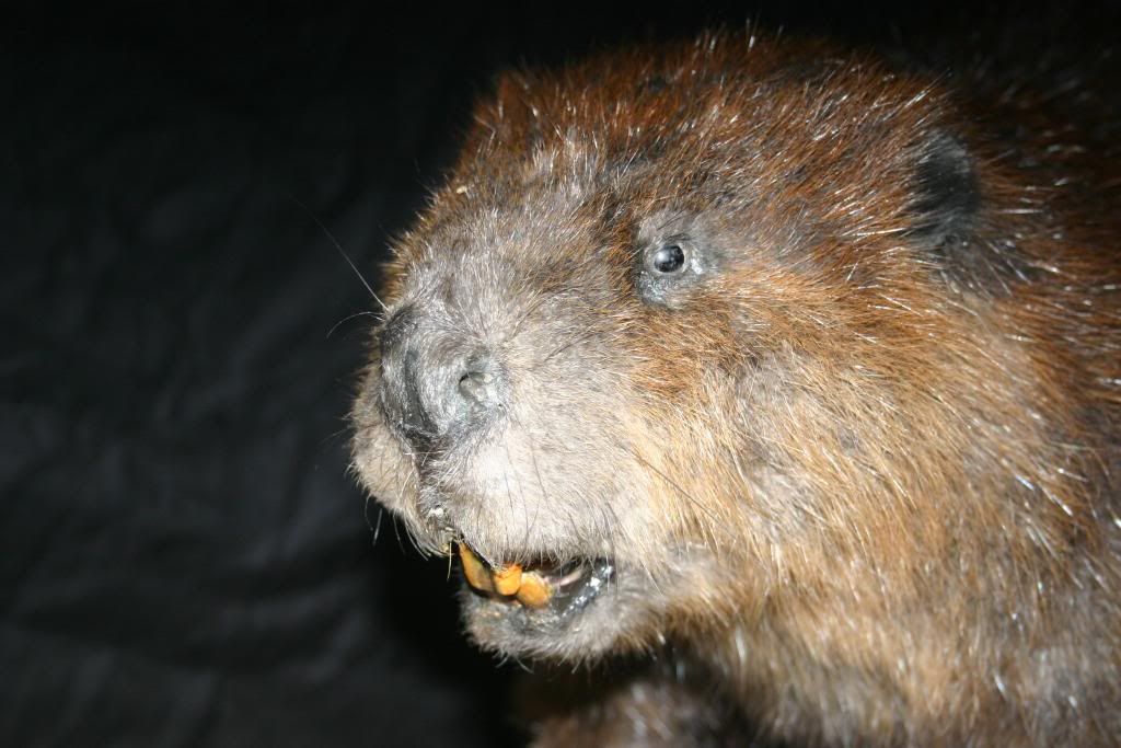 full body beaver mount