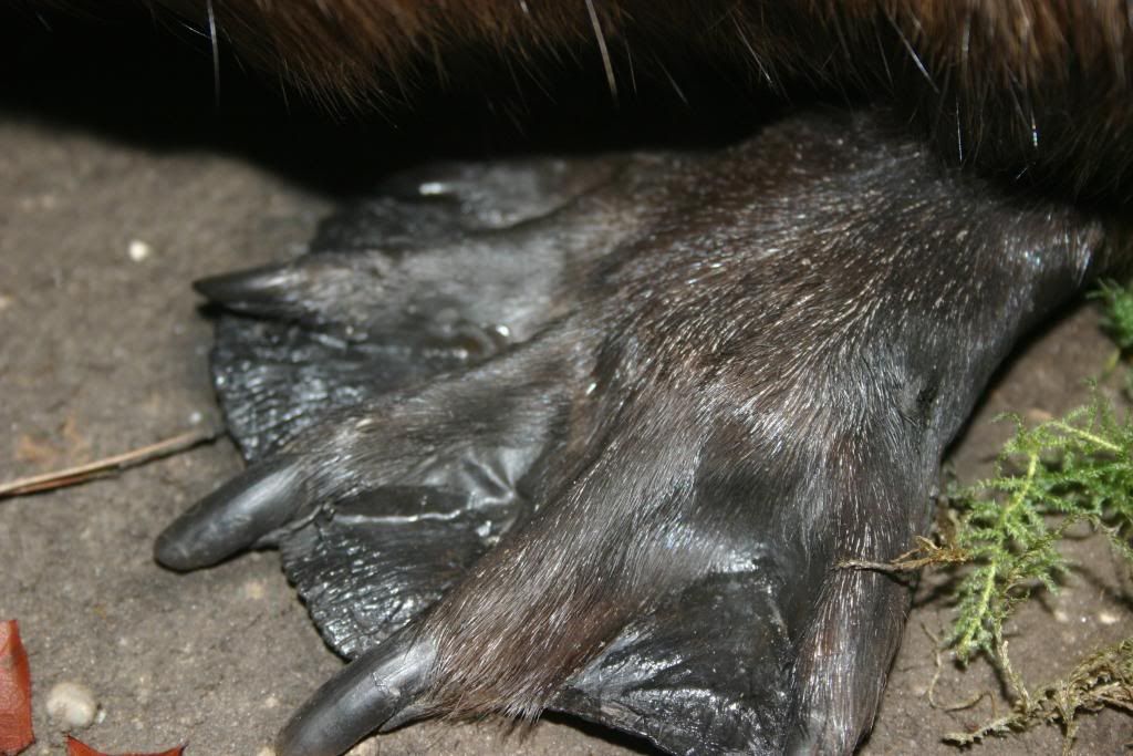 full body beaver mount