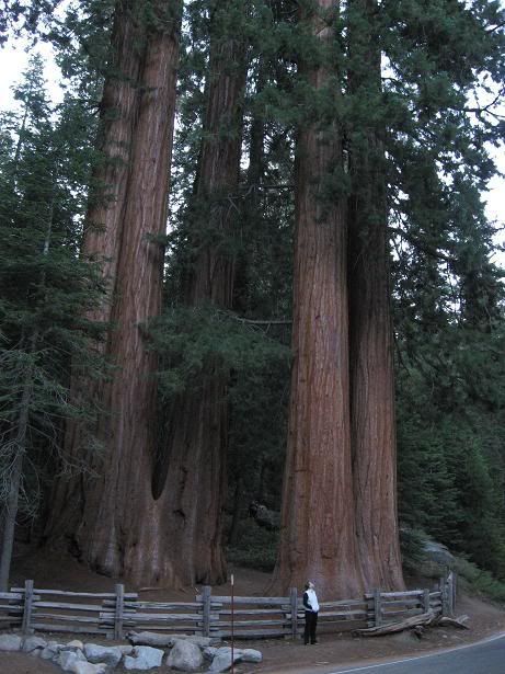 sequoia2.jpg