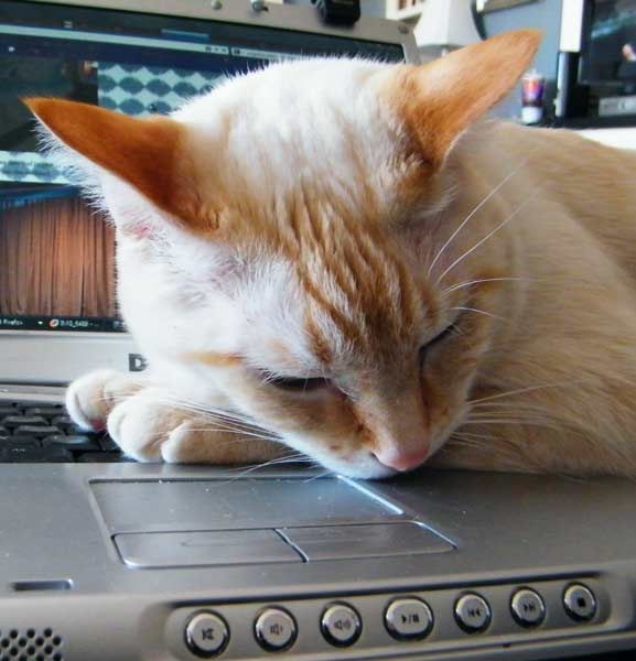 Cluny Cat with the Computer