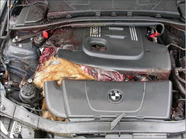 Deer in engine compartment of bmw #7