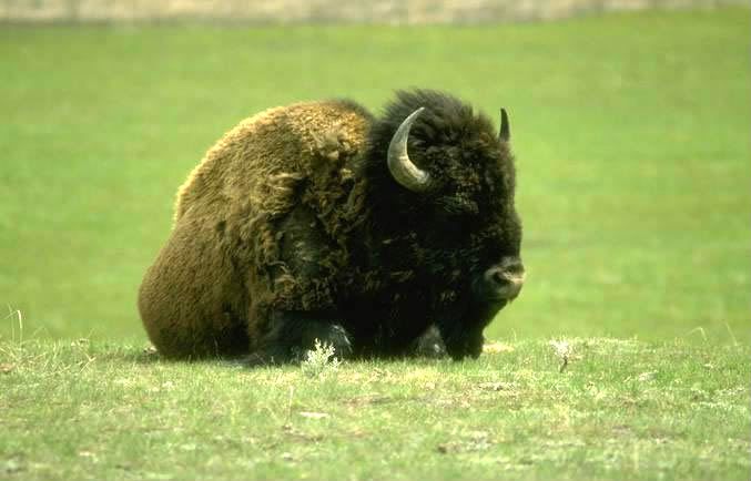 Buffalo in Oklahoma