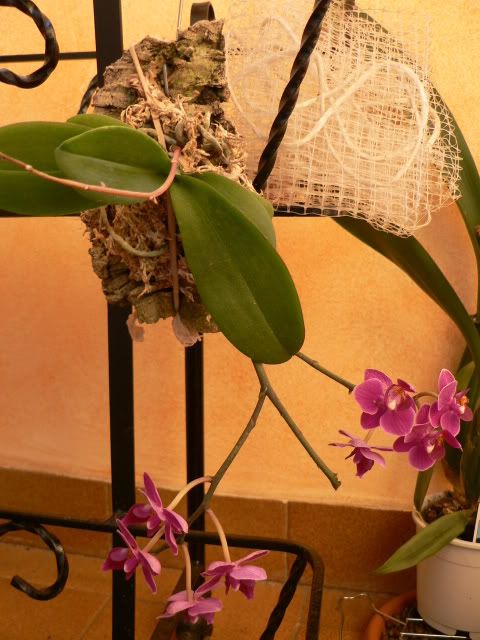 orchidee035.jpg