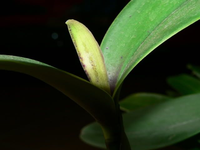 orchidee044.jpg