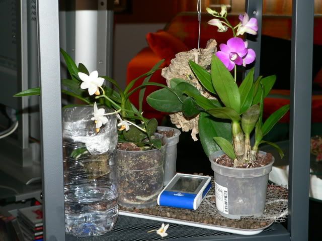 orchidee047.jpg
