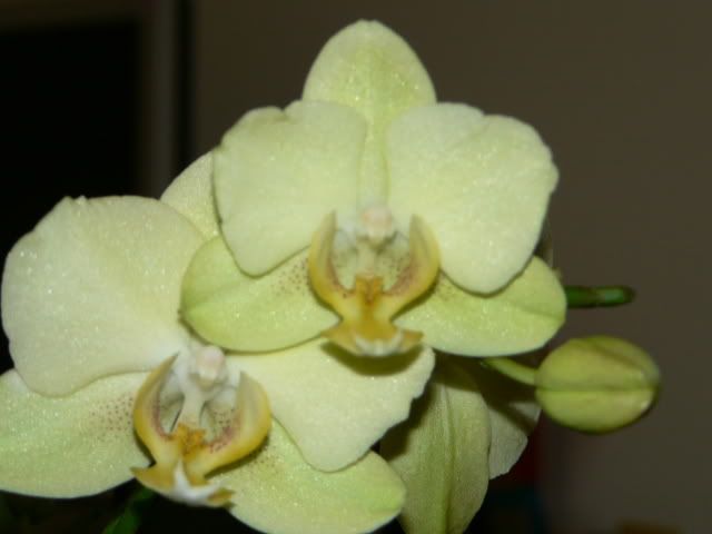 orchidee049.jpg