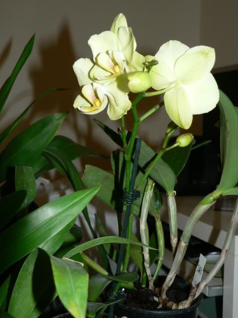 orchidee050.jpg