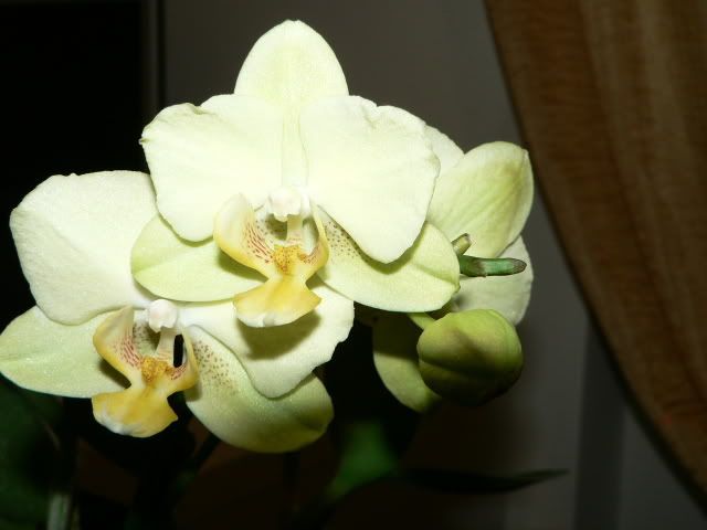 orchidee051.jpg