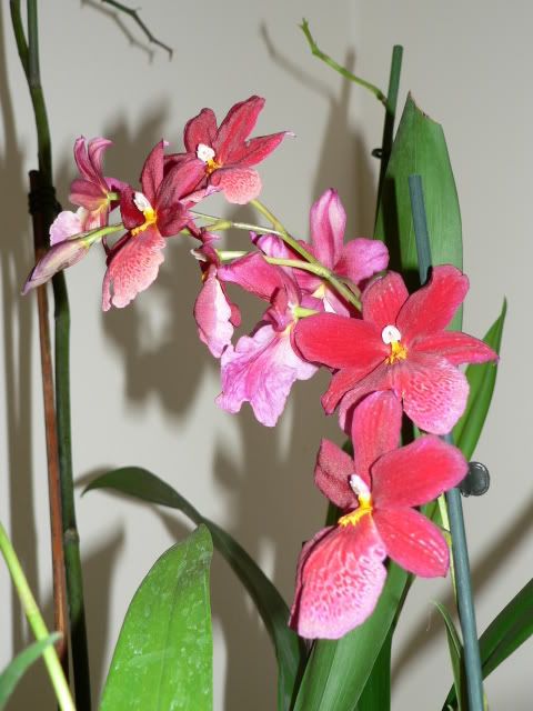 orchidee052.jpg