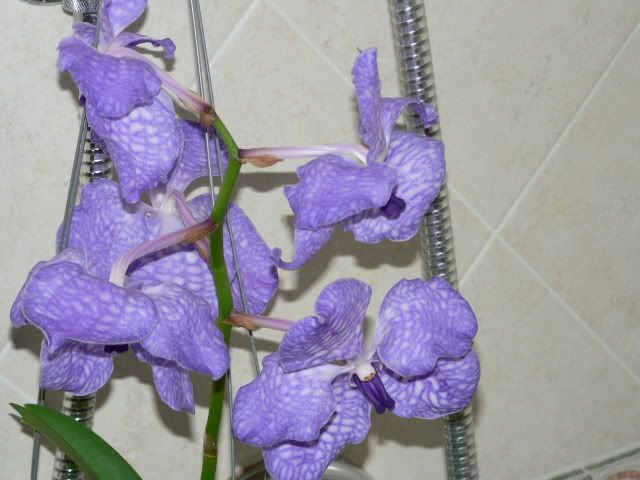 orchidee054.jpg