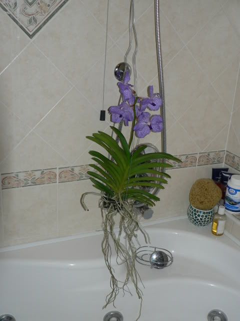 orchidee055.jpg
