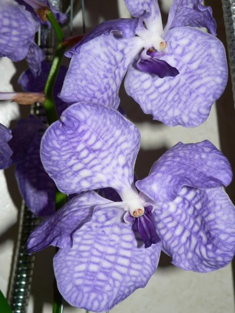 orchidee056.jpg