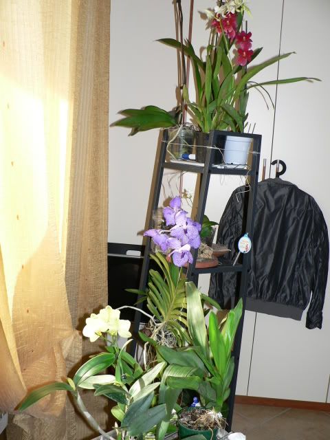 orchidee058.jpg