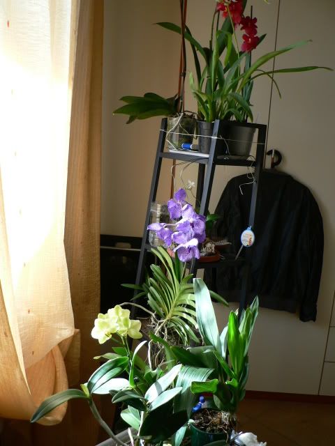 orchidee059.jpg