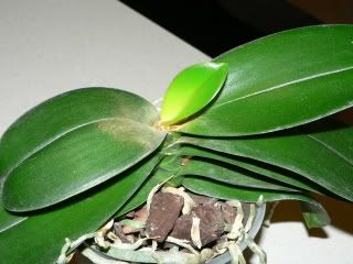 orchidee061.jpg