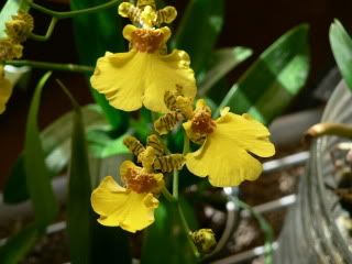 orchidee068.jpg