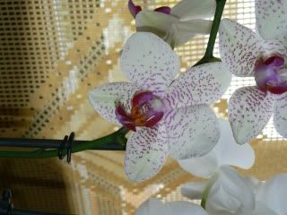 orchidee086.jpg