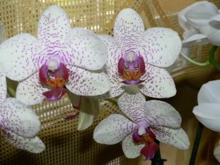 orchidee091.jpg