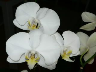 orchidee092.jpg