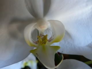 orchidee108.jpg