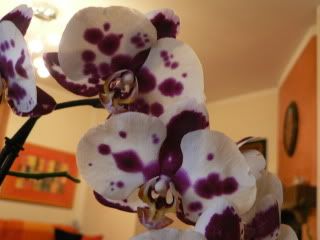 orchidee115.jpg