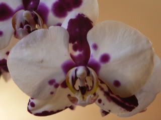 orchidee118.jpg