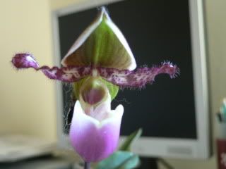 orchidee125.jpg