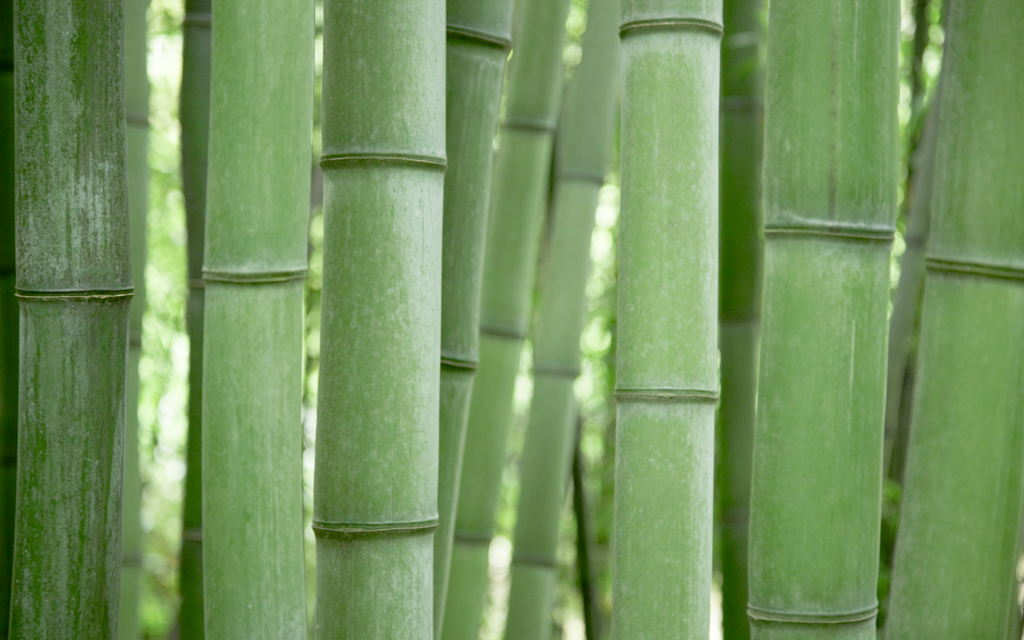 bamboo wallpaper. apple amboo wallpaper Image