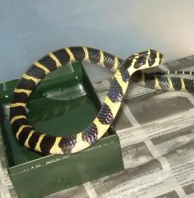 Baby Chinese King Cobra
