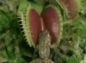 1276510292_venus-flytrap-eats-frog_zpsa7