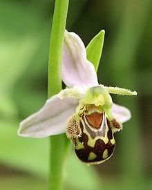 220px-Ophrys_apifera_flower1.jpg