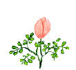 flower008.gif
