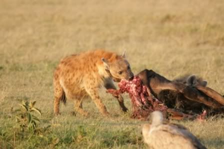 hyena-pulling-carcass-110315.jpg